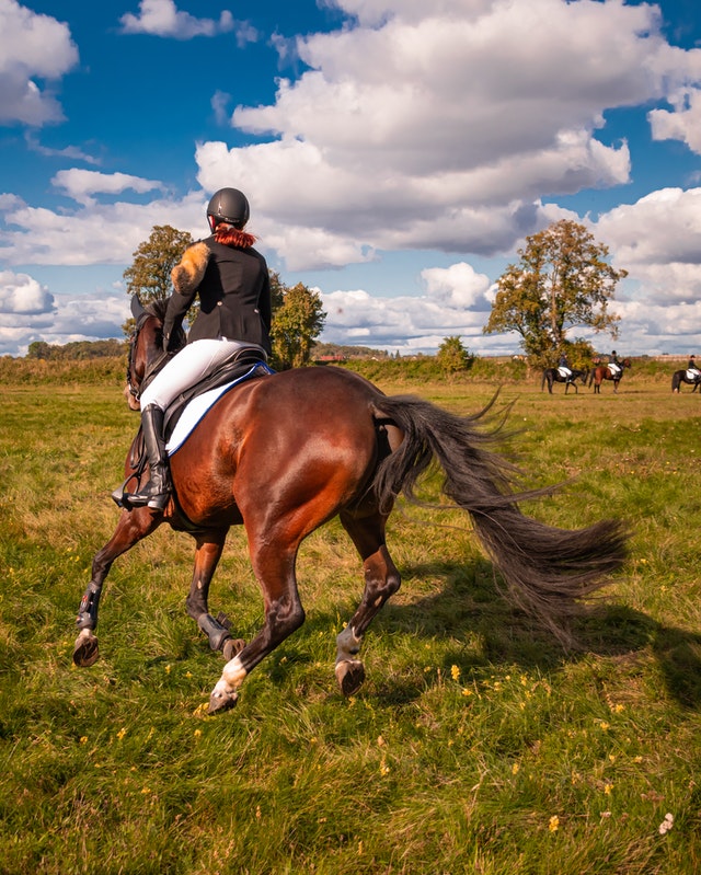 Horse Show Events and Associations - Hadley, MI
